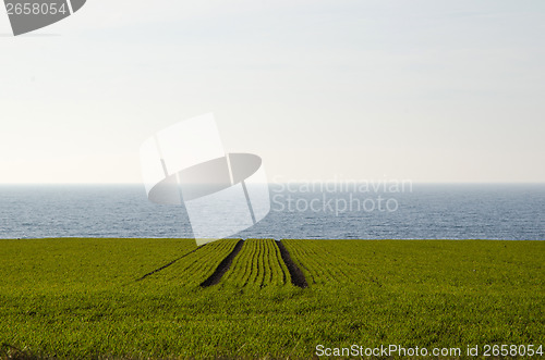 Image of Green rows at farming field