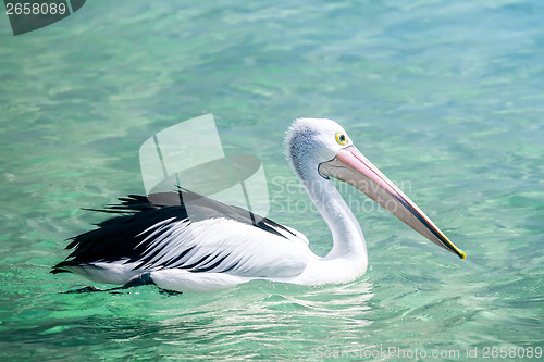 Image of pelican