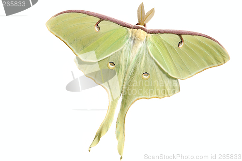 Image of Luna Moth (Actias luna)