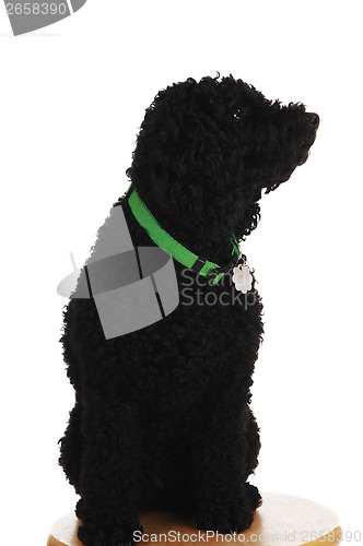 Image of Black poodle sitting.