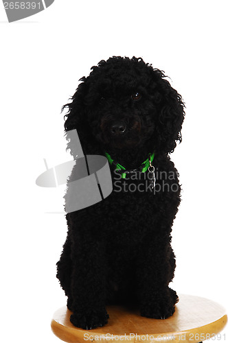 Image of Black poodle looking.