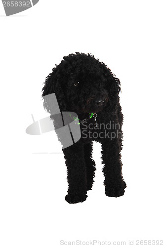 Image of Black poodle.