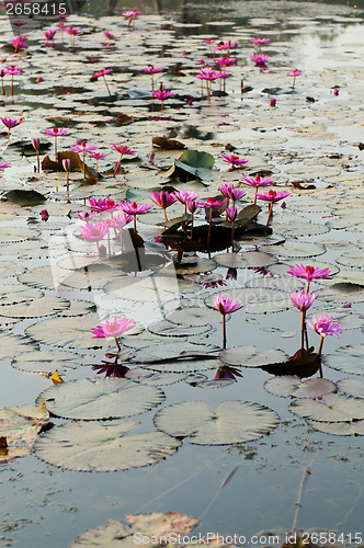 Image of Water lily