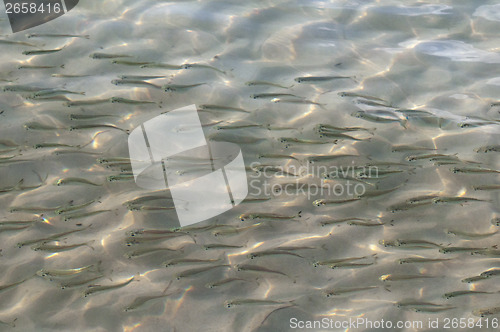 Image of School of fish