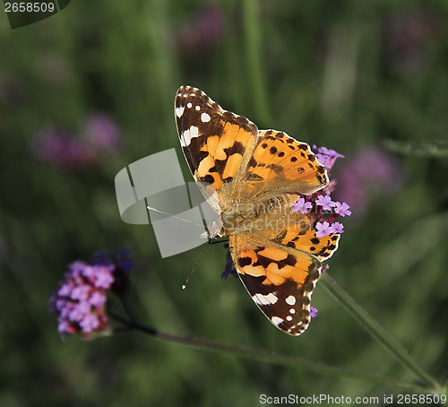 Image of Orange butterfly