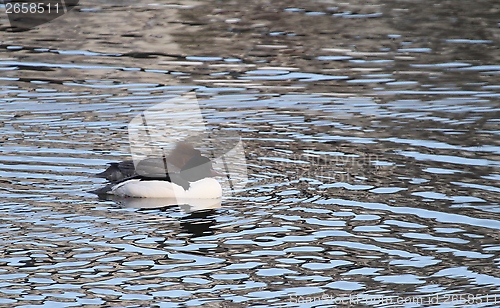 Image of Common merganser