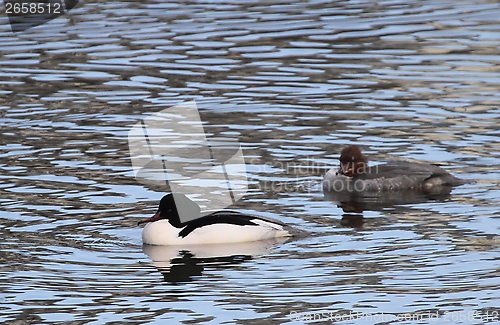 Image of Common merganser