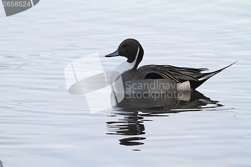 Image of Male northern pintail