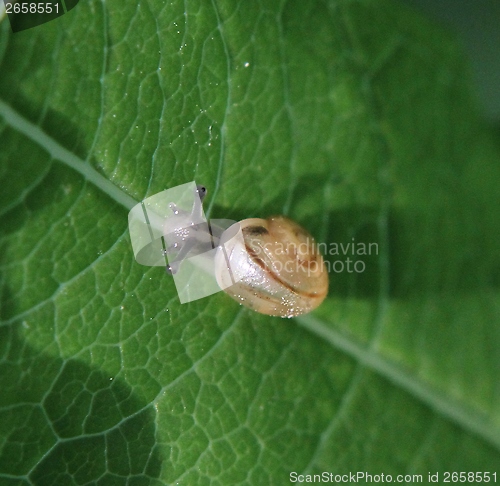 Image of Small snail on a green leaf