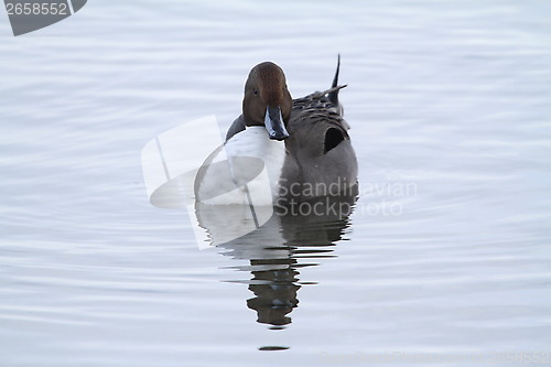 Image of Male northern pintail