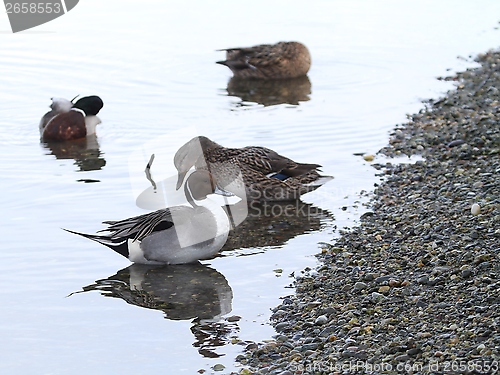 Image of Ducks in a river