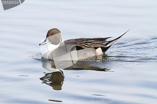 Image of Male northern pintail