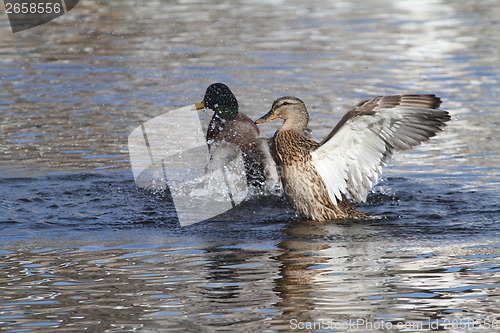 Image of Mallards