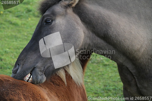 Image of Two horses scratching eachother