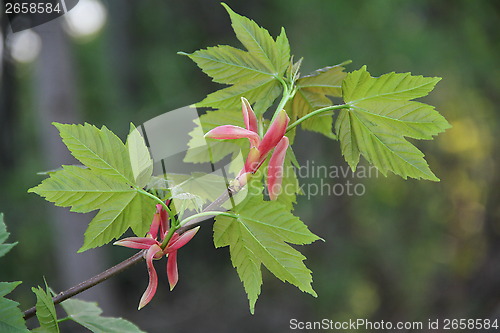 Image of Maple in spring