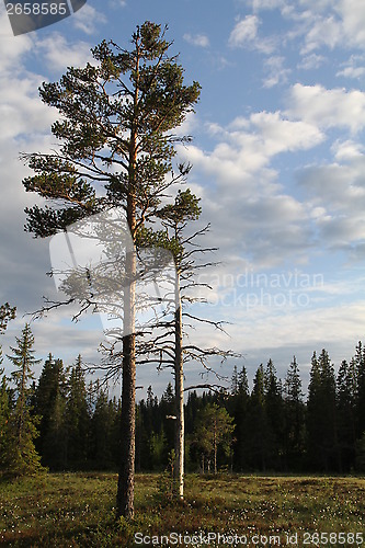 Image of Fir trees