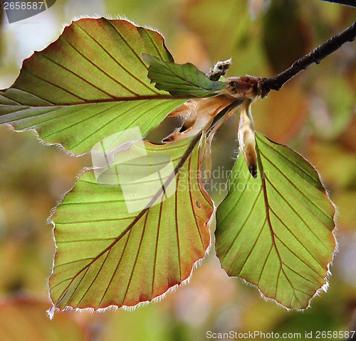 Image of Young leaves