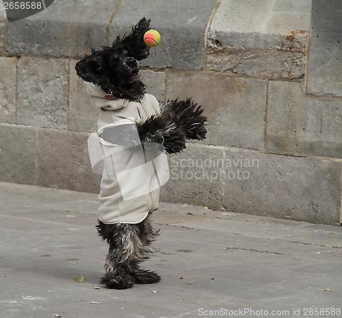 Image of Dog playing with a ball