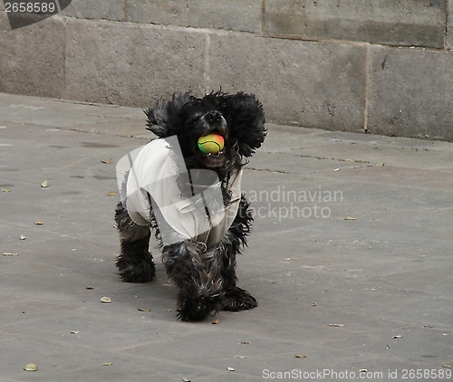 Image of Dog playing with a ball