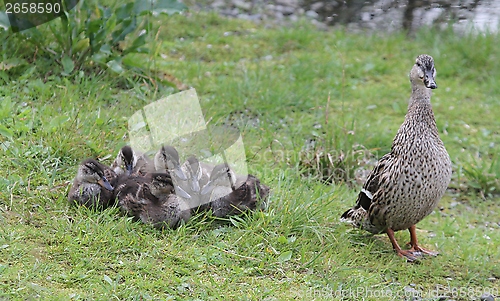 Image of Duck with ducklings
