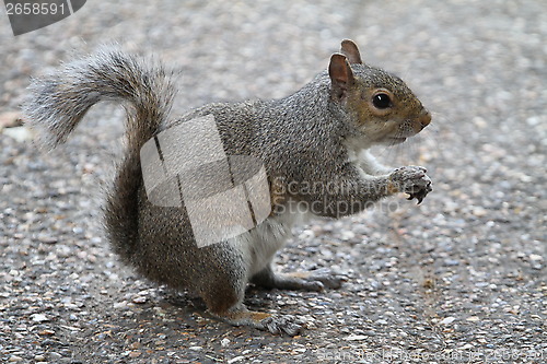 Image of Grey squirrel