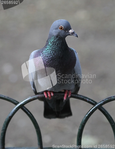 Image of Pidgeon