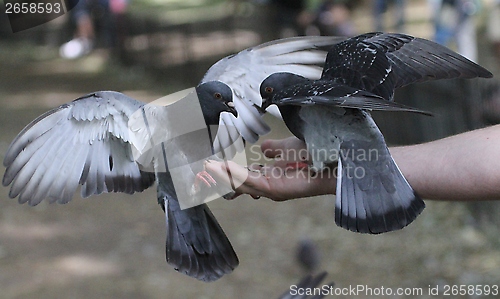 Image of Pidgeons on a hand