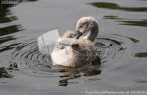 Image of Signet grooming