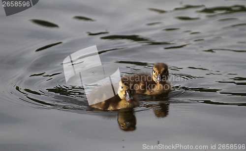 Image of Ducklings