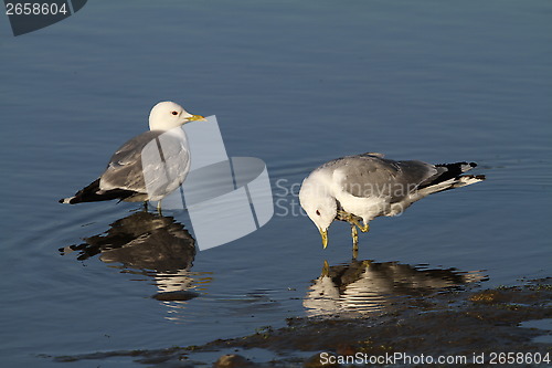 Image of Gulls resting in a river