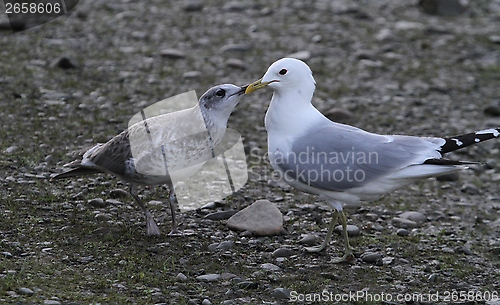 Image of Gull feeding a chick
