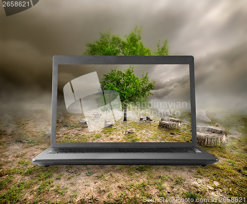 Image of Tree and stumps on the monitor
