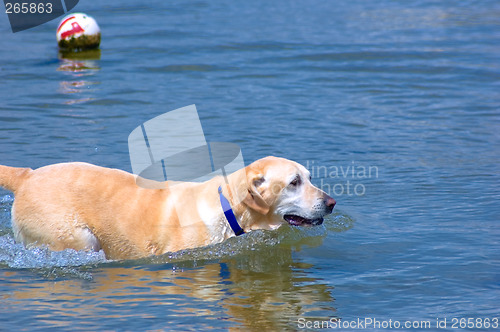 Image of Playful Labrador