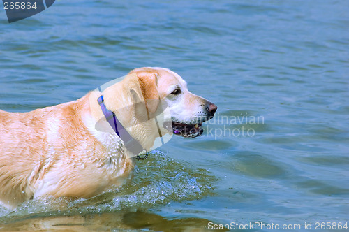 Image of Labrador in the Sea