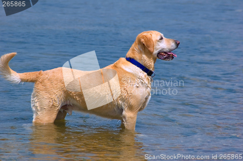 Image of Happy Labrador Dog