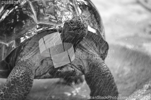 Image of Aldabra giant tortoise