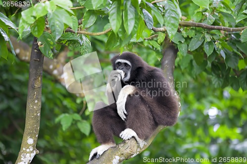 Image of Gibbon Monkey