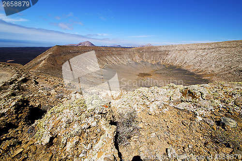 Image of  in los volcanes volcanic timanfaya  rt flower bush