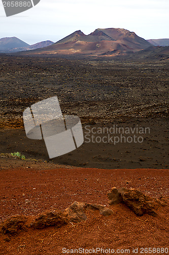 Image of volcanic timanfaya  red rock stone  lanzarote spain plant flower