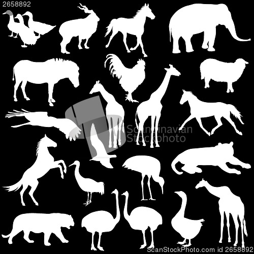 Image of Black set silhouettes  zoo animals collection on white backgroun