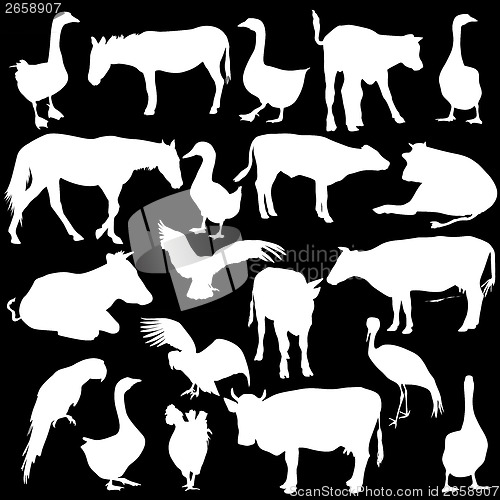 Image of Black set silhouettes  zoo animals collection on white backgroun