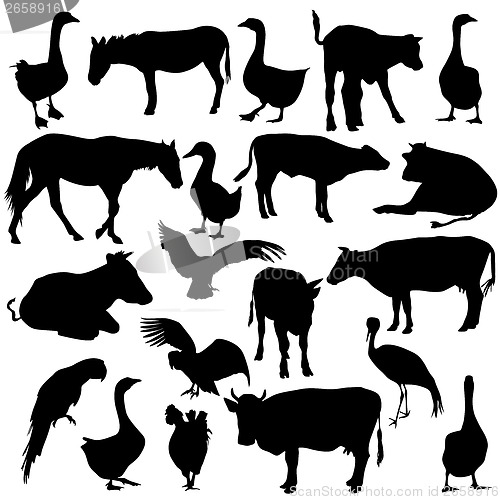 Image of Black set silhouettes  zoo animals collection on white backgroun