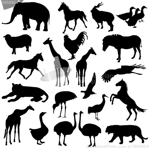 Image of Black set silhouettes  zoo animals collection on white backgroun