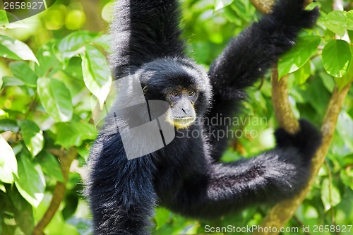 Image of Siamang Gibbon