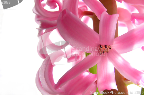 Image of Hyacinth Flower - Close Up