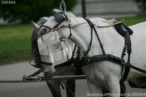 Image of Horses scratching their heads