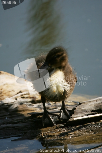 Image of Duckling