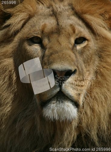 Image of Lion portrait