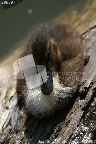 Image of Duckling