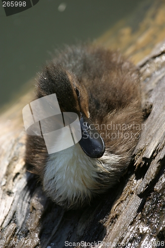 Image of Duckling